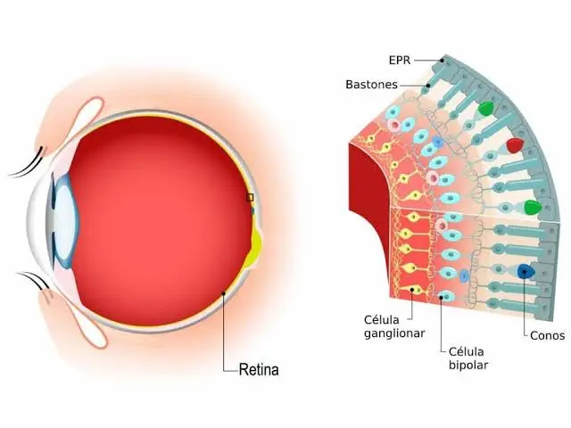 Reconhecimento de Retina - O olho humano